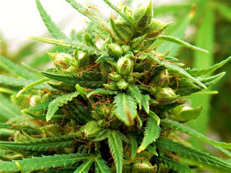 How To Pollinate Female Cannabis Plants Canadacannabisdispensary