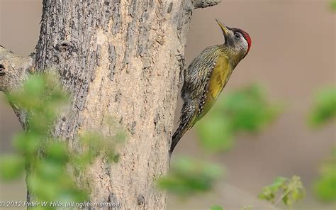 Woodpecker Streak Throated Picus Xanthopygaeus Male India World