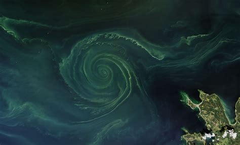 Blooms In The BalticEvery Summer Phytoplankton Microscopic Plant Like Organisms Spread