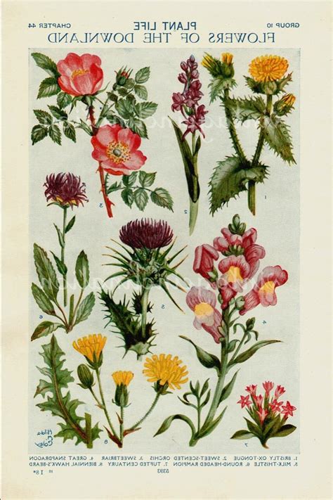 Photo Encyclopedia Flowers