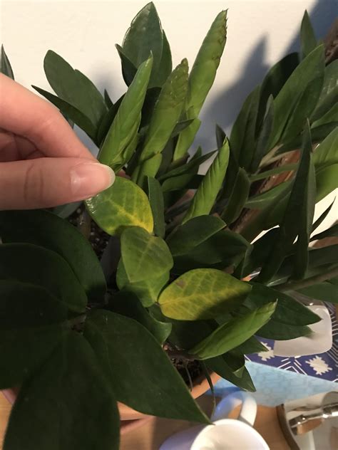 Yellowing Leaves On My Zz Plant Only Watered Twice Since