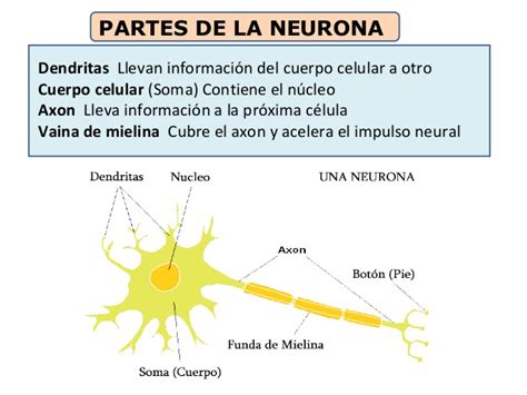 Aplica La Psicología A Tu Vida Partes De La Neurona