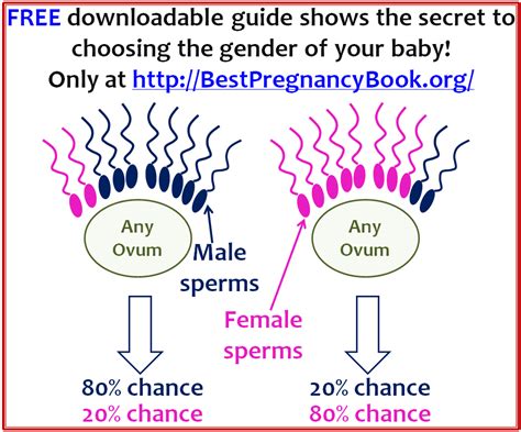 Pregnancy Miracle 6 Chapter Review Best Pregnancy Book Reviews Explore