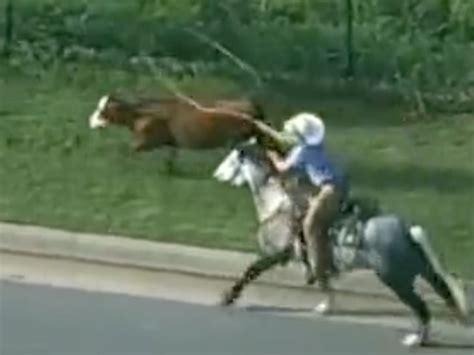 Cowboys Lasso Escaped Cow On Oklahoma City Highway