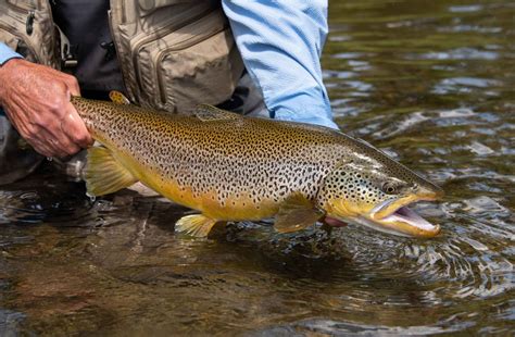 5 Types Of Trout In Colorado And Where To Find Them On Your Next
