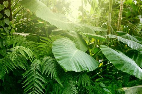 Forest With Tropical Plants Nature Containing Leaf Green And Grass