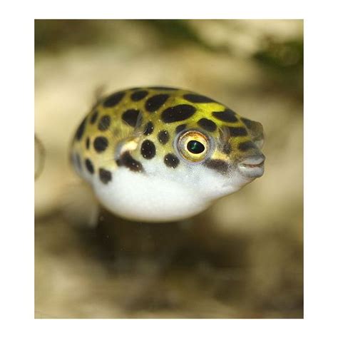 Puffer Fish Facts And Interesting Info