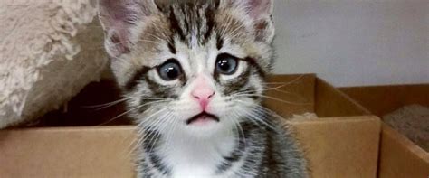 Cross Eyed Cat Looks Worried All The Time But Is Actually Super
