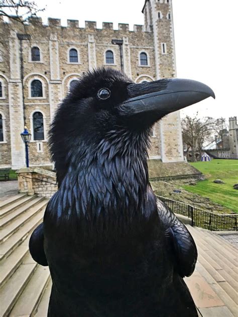 The Ravens Of The Tower Of London A Medieval Potpourri
