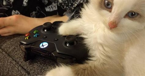Xbox Cat Dozhub