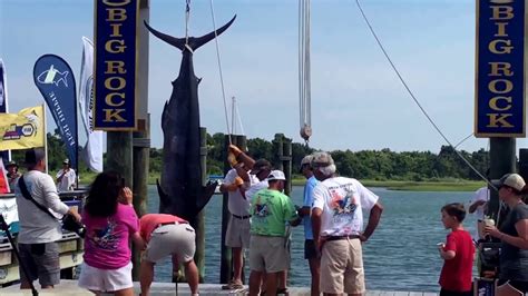 Big Rock Fishing Tournament 2017 Morehead City Nc Blue Marlin Weight In