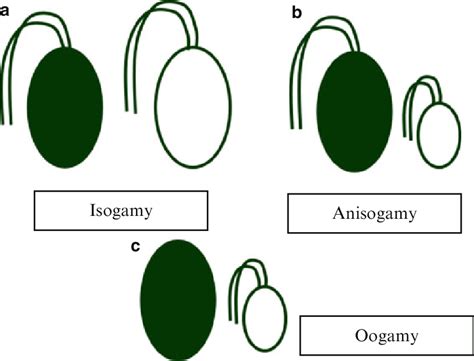 Sexual Reproduction In Algae A Isogamy Fusing Gametes Are Download Scientific Diagram