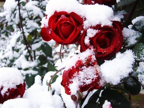 Pin By Liz Harvey On Roses Flowers Beautiful Rose Flowers Winter