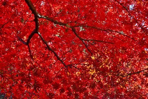 15 Varieties Of Japanese Maple Trees With Colorful Foliage