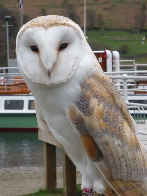 Τυτώ Tyto Alba Barn Owl On Ullswater From Flickr