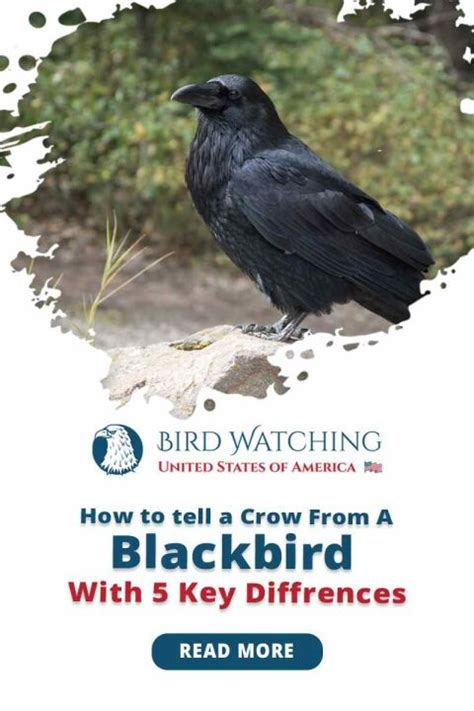 How To Tell A Crow From A Blackbird 5 Key Differences