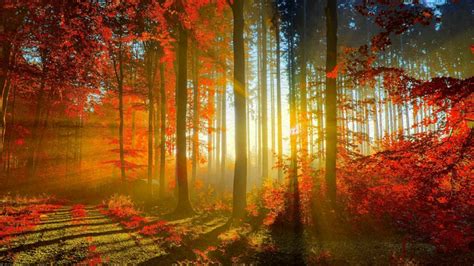 Sun Rays In The Autumn Forest ☀️ Wallpaper Backiee