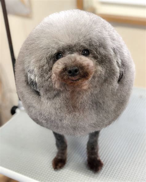 Awkward Trend Round Dog Haircuts
