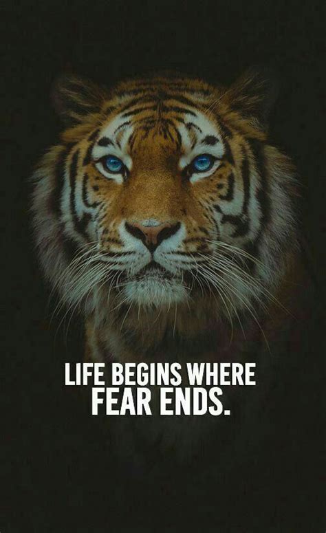 Tiger Quotes Lion Quotes Fear Quotes Wolf Quotes Motivatinal Quotes