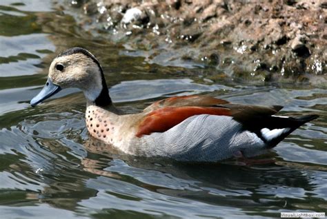 Identify Ringed Teal Wildfowl Photography