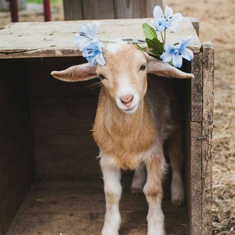 980 Best Farmland Friends Images On Pinterest Farm Animals Animal