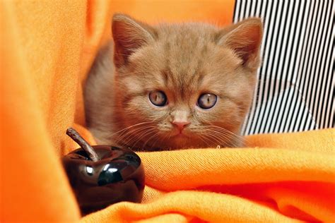 Cat Kitten British Shorthair Free Photo On Pixabay Pixabay