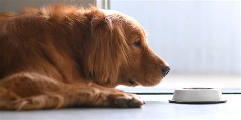 Top 20 food allergies with delayed reactions. 10 Best Dog Foods For Golden Retrievers With Skin Allergies