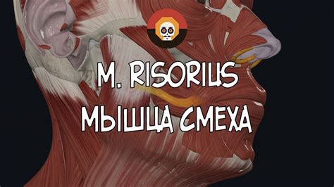 Мышца смеха M Risorius 3d Анатомия Youtube