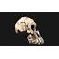Researchers Have Discovered A “remarkably Complete” Cranium Of 38 