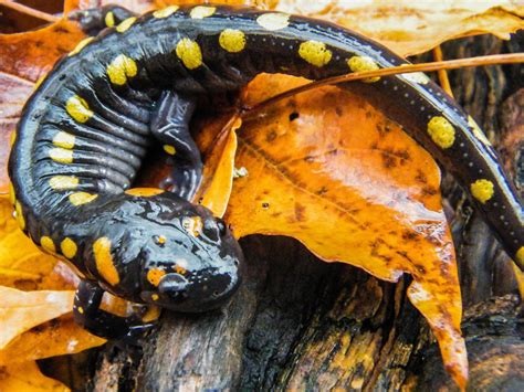 Yellow Spotted Salamander High Quality Animal Stock Photos ~ Creative