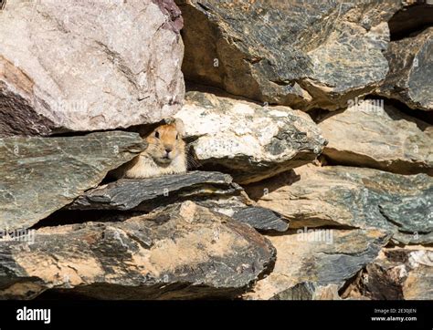 Small Rodent Pika In A Stone Wall In The Steppe Of Mongolia Stock