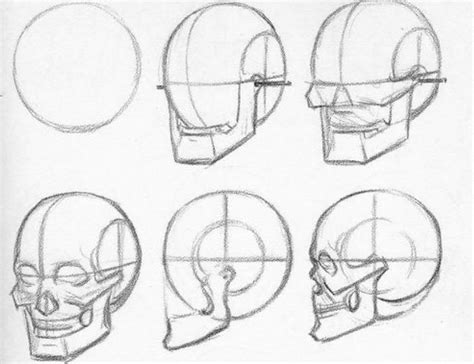 Skull Proportions Loomis Method Rlearntodraw