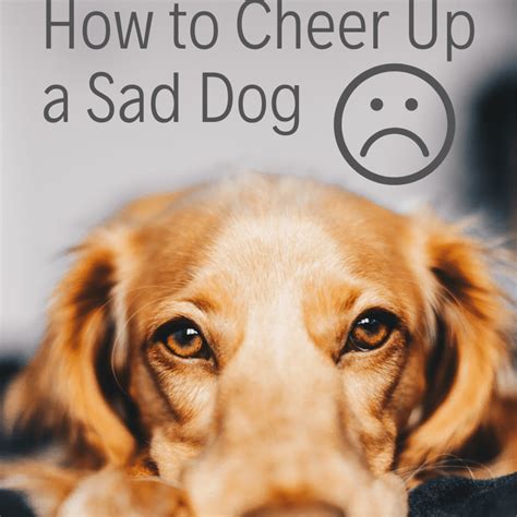 Can Dogs Tell When Youre Sad