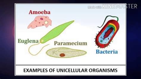 Cell The Basic Unit Of Life Youtube