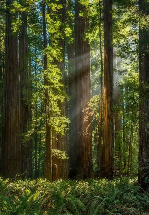 ~~gaia Crepuscular Rays Redwoods State Park Crescent