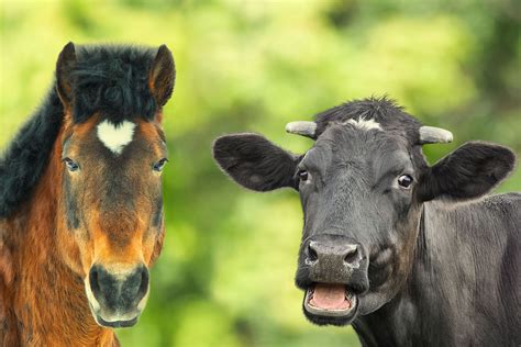 Cow And Horse Meeting In Field Watch Viral Video
