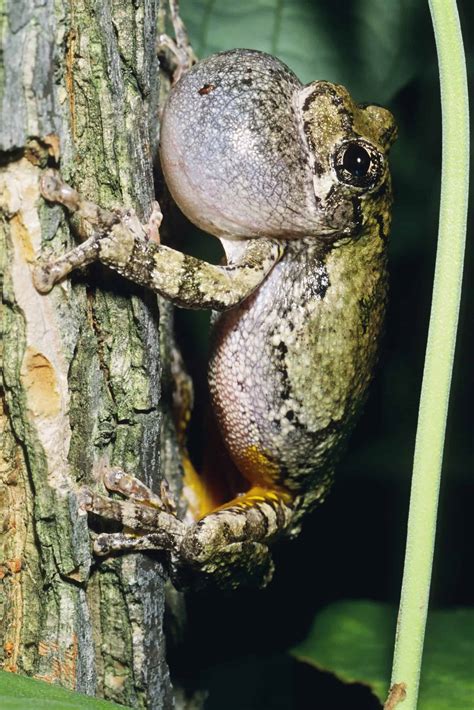 Gray Tree Frog Facts And Care Sheet With Pictures