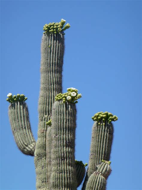 Road Runner: Saguaro Cactus Flower & Others