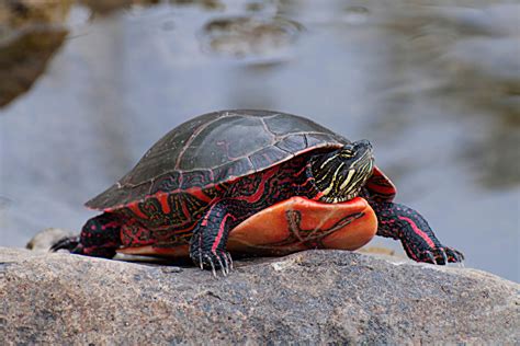 What Do You Think The Lifespan Of A Painted Turtle Is Pet Ponder