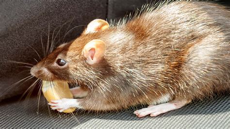Warum Ratten Und Mäuse Jetzt Ins Haus Kommen The Weather Channel