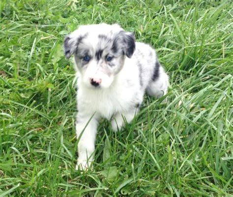 Jack russel terrier/australian shepherd mix — $500 — (2) — casey, carter. Australian Shepherd Puppies for Adoption (NSDR) for Sale ...