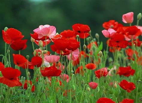 How to Grow Poppies from Seed
