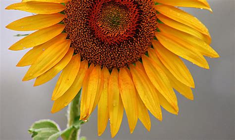 Hello Sunflower Photograph By Karen Mckenzie Mcadoo Fine Art America