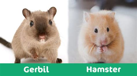 Gerbil Vs Hamster Which Pet Should You Get Pros And Cons Pet Keen