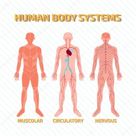 Sistemas Del Cuerpo Humano Vector Gráfico Vectorial © Nicolarenna4