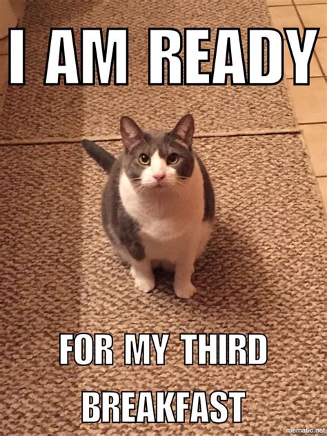 Hungry Cat Feed Me Meow ~ Melody The Cat Funny Cat Memes Funny Cats Cat Quotes Funny