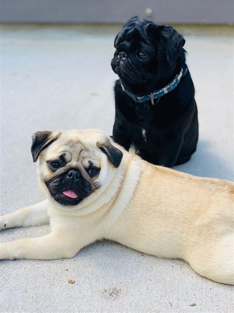 Acquire Terrific Ideas On Cute Black Puggies They Are Actually