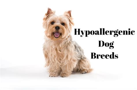 25 Hypoallergenic Dogs Breeds That Dont Shed Parade Pets