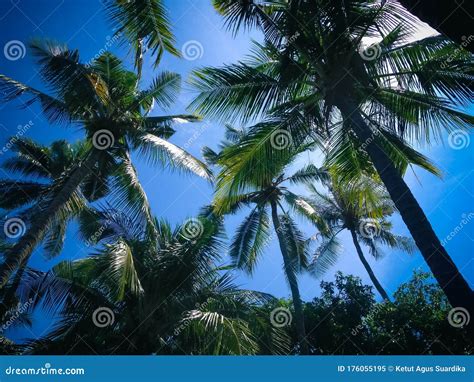 Warm Atmosphere Under Coconut Palm Trees And Bright Clear Blue Sky In