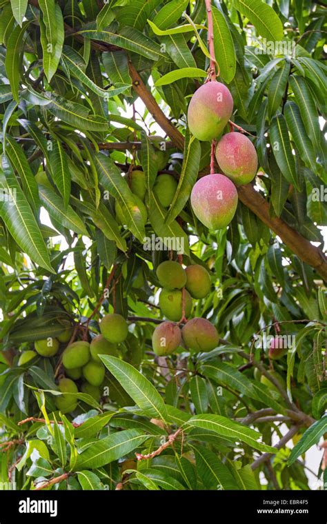 Mango Tree Mangifera Indica Fruits On The Tree Stock Photo Alamy